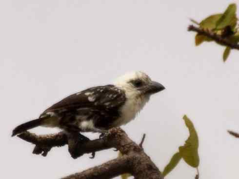 白头鸟系列:另类的美丽4 白头鸟系列:另类的美丽4