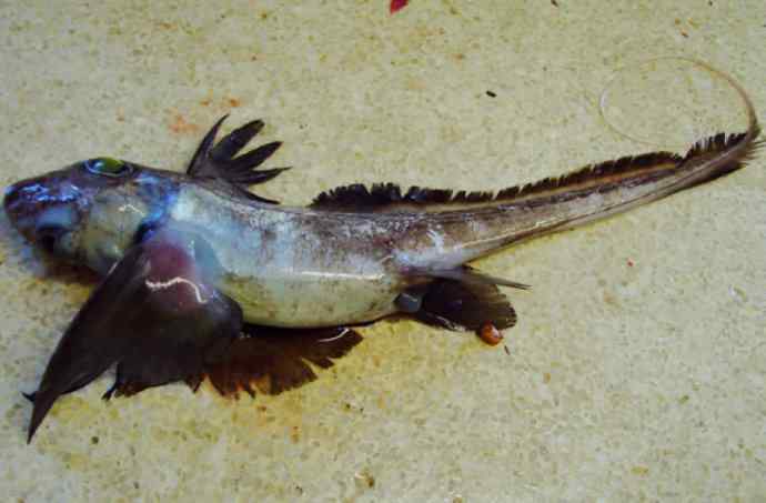 鱼类活化石：银鲛