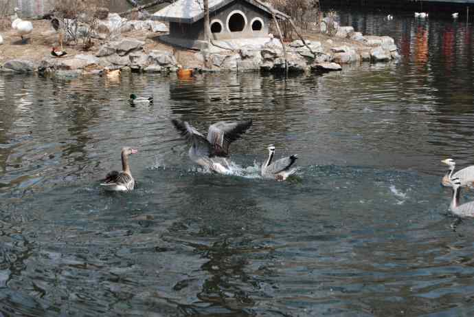 激战水禽湖（抓拍）