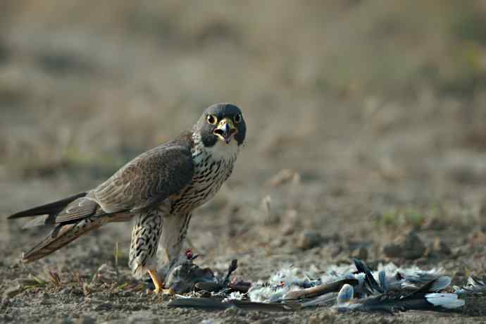 野鸭湖：游隼的早餐