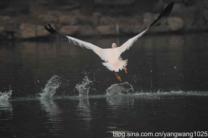 再拍鹈鹕 wbr11 再拍鹈鹕 wbr11