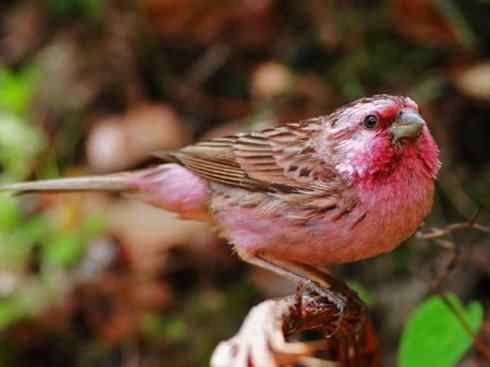 极品红色鸟类：酒红朱雀