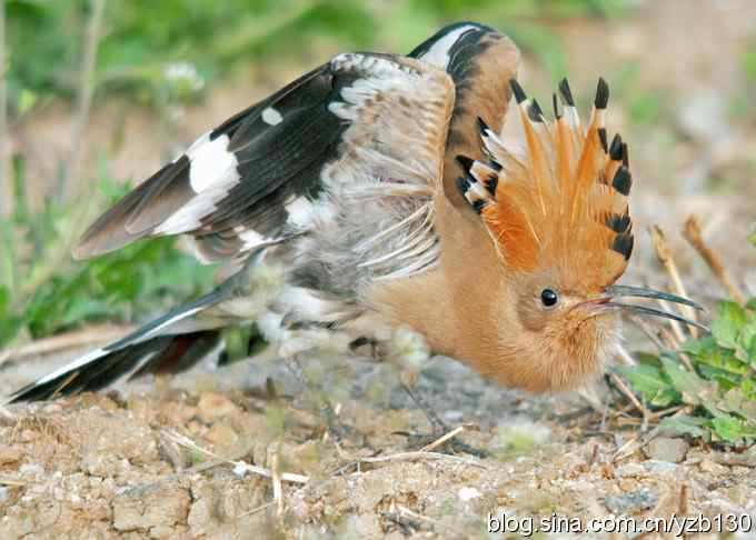 华阴戴胜弄风姿（组图）