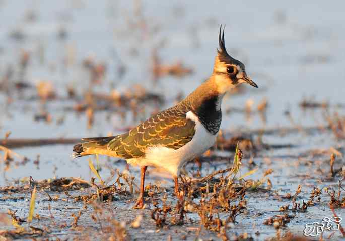 官厅水库&nbsp;wbr路&nbsp;wbr凤头麦鸡