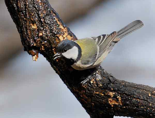 北京植物园赏鸟（二），大山雀（组图）