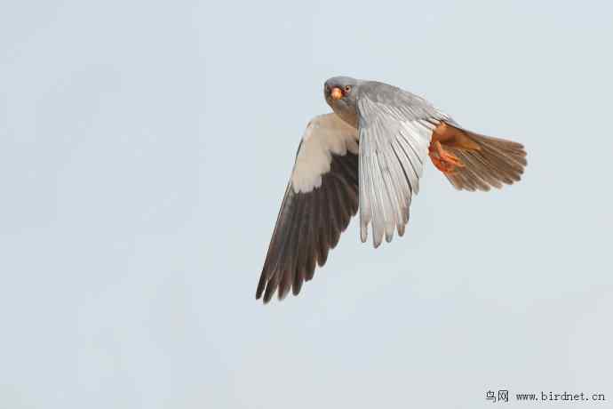 野鸭湖拍的阿穆尔隼