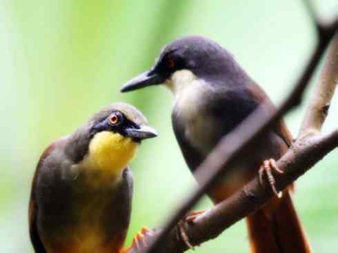 美丽无罪：雀鸟之噪鹛