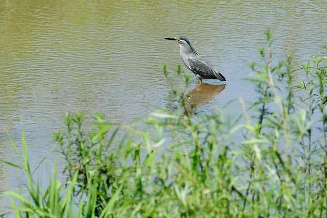 绿鹭的栖息地(密云潮白河畔)