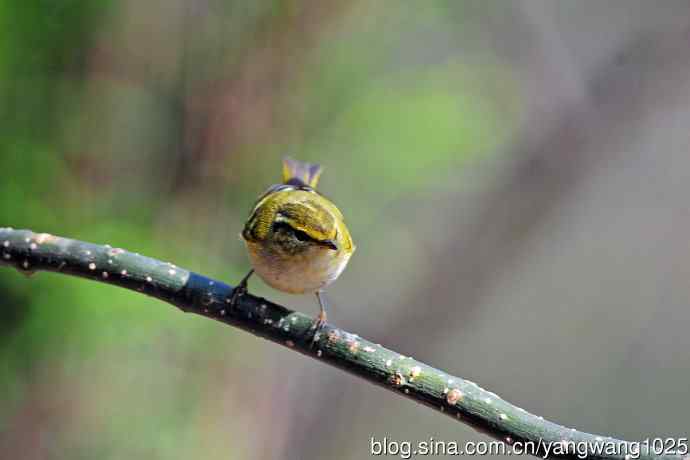 黄腰柳莺(19) 黄腰柳莺(19)