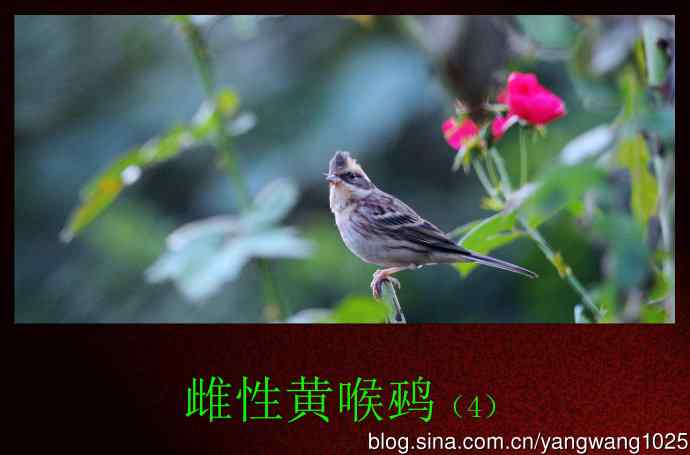 北京天坛公园的鸟类——雌性黄喉鹀（4）