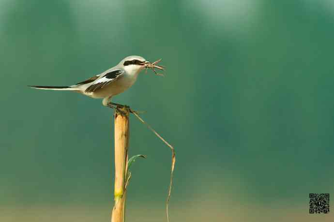 野鸭湖的楔尾伯劳吃什么? 野鸭湖的楔尾伯劳吃什么?
