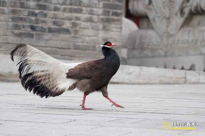 玄中古寺拍鈥満致恚Γ┾