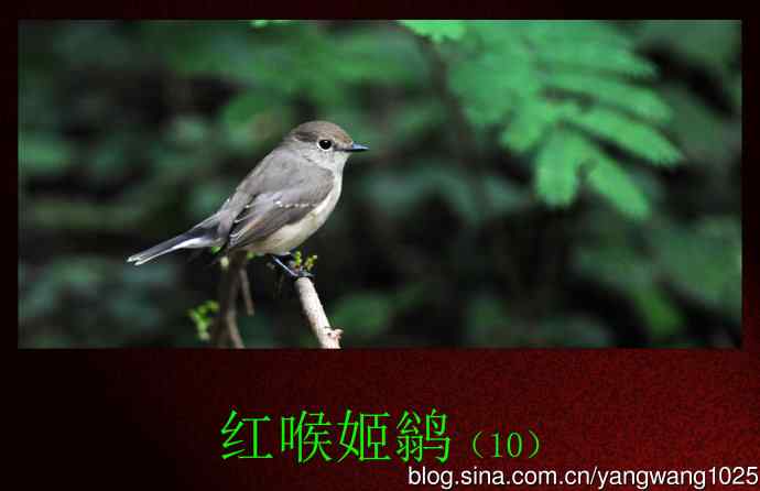 北京天坛公园的鸟类——红喉姬鹟（10）