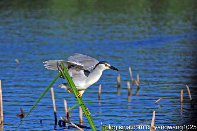 寻鱼的夜鹭（6）