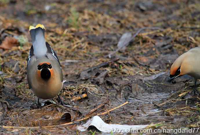 波希米亚太平鸟