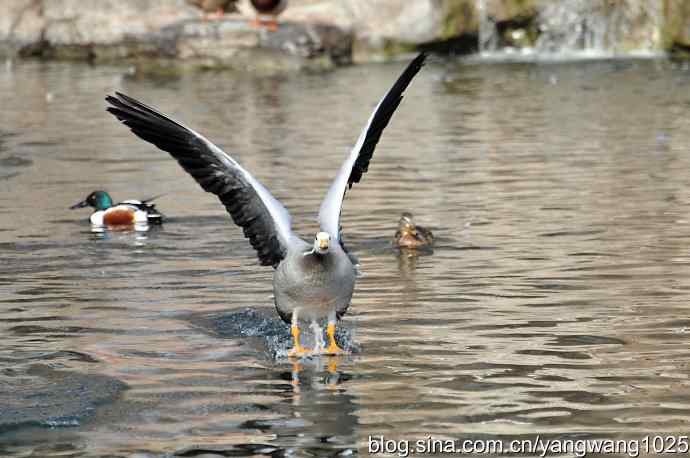 飞(斑头雁) 飞(斑头雁)