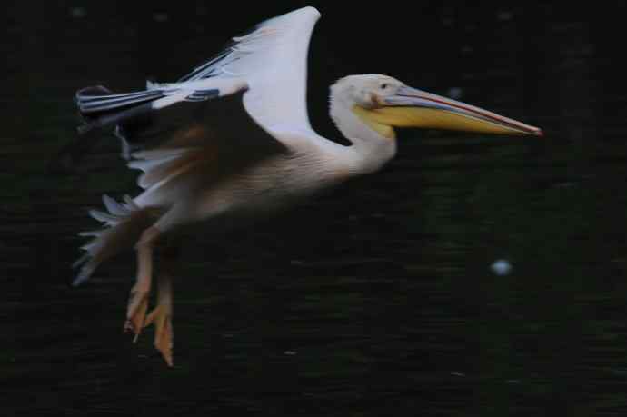 再拍大鹈鹕 wbr wbr4 再拍大鹈鹕 wbr wbr4