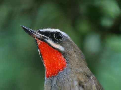 家禽驯化之源之二十七