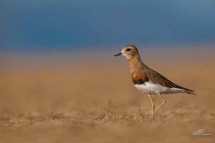 野鸭湖的东方鸻