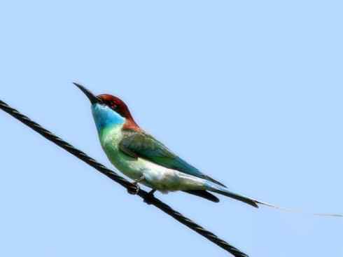 十大喜食蜂蜜动物：蜜熊