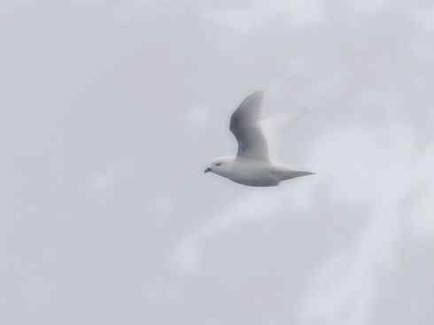 奇特的盔:雪海燕 奇特的盔:雪海燕