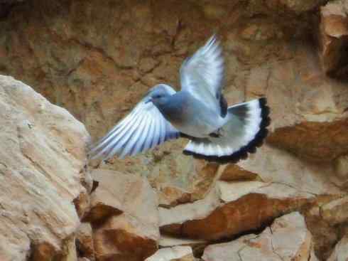 家禽驯化之源之四