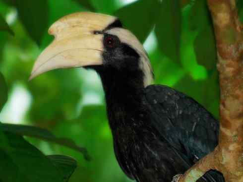 奇特的盔：盔犀鸟