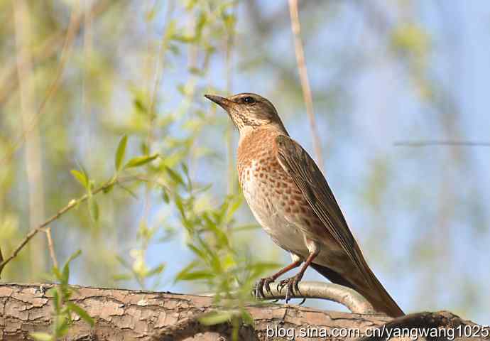 自然和谐的日坛公园（斑鸫）