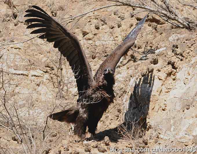 走近秃鹫：一段撼人心魄的拍摄经历