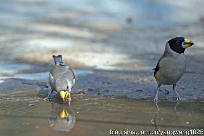 北京天坛公园的鸟类——饮水的黑尾蜡嘴雀(3)