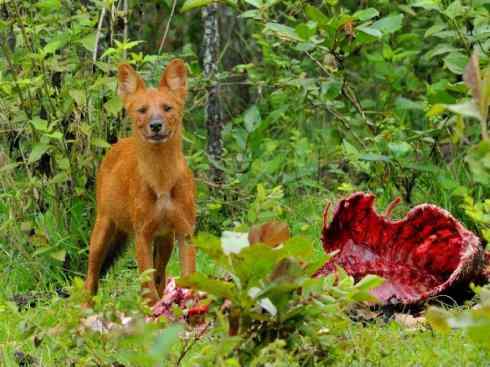 犬科：薮犬亚科豺属之豺