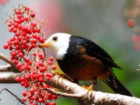 白头鸟系列:另类的美丽（岛鸫）