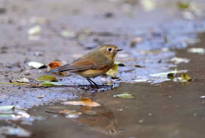 雌性红胁蓝尾鸲（7）