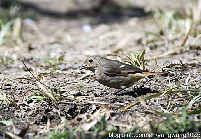 北京自然和谐的日坛公园（北红尾鸲）