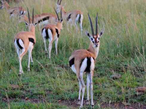 麒麟：传说的兽原型探秘（鹿羚）
