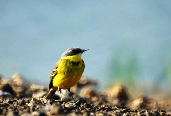 头一次打鸟就遇见了黄鹡鸰 头一次打鸟就遇见了黄鹡鸰