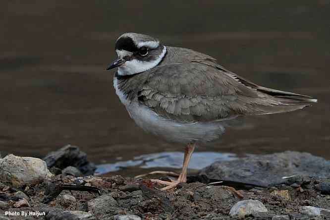 白河湾邂逅长嘴剑鸻