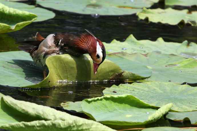 摄鸟拾趣（三） 鸳鸯
