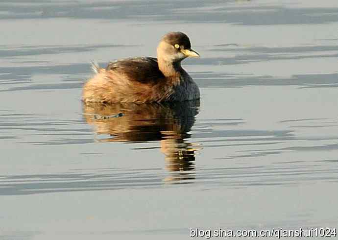 昆明湖上小鸊鷉