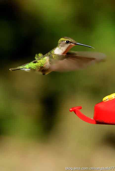红玉喉北蜂鸟（2）