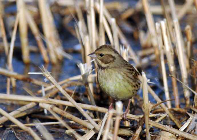 雌性灰头鹀（2）