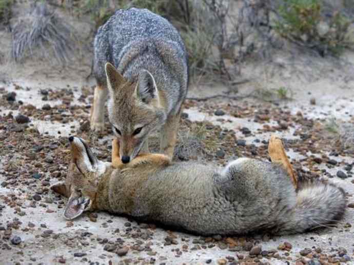 犬科：狐亚科伪狐属之阿根廷狐、山狐、达尔文狐
