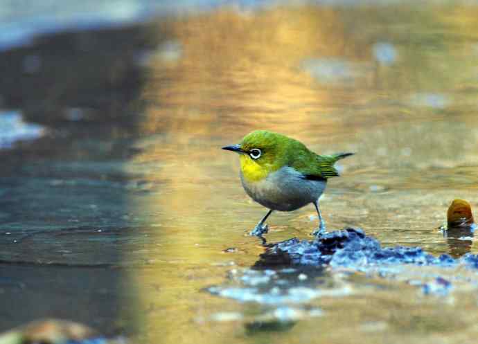 暗绿绣眼鸟（1）