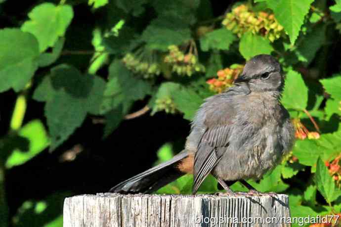 灰猫嘲鸫(3) 灰猫嘲鸫(3)