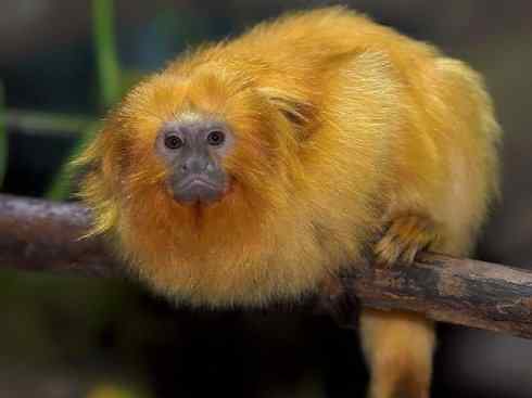 绝色攀禽:佛法僧目之翠鴗2 绝色攀禽:佛法僧目之翠鴗2