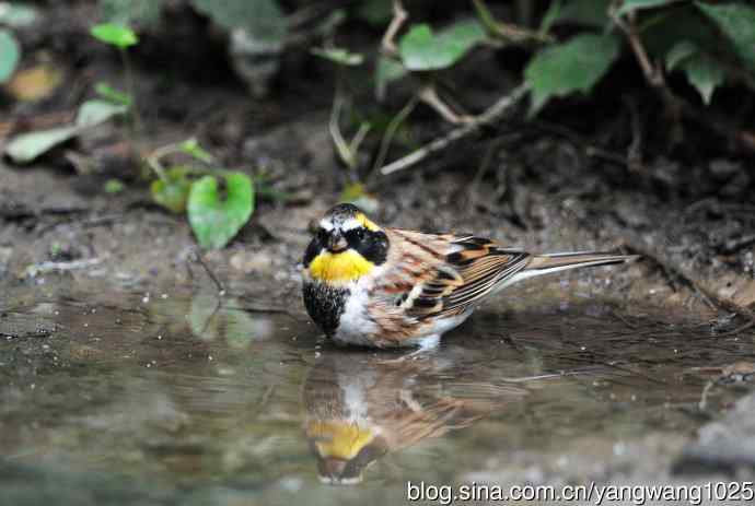雄性黄喉鹀（5）