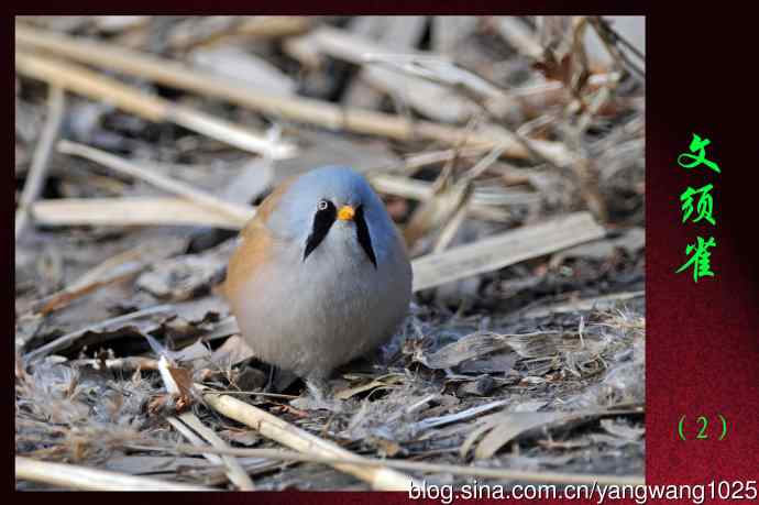 北京玉渊潭公园的鸟类——文须雀（2）