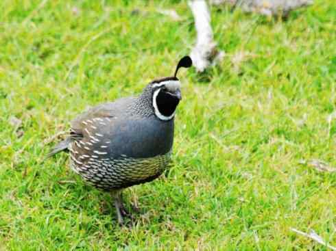 凤凰：传说中的鸟原型探秘（孔雀）