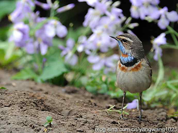 蓝喉歌鸲 wbr1 蓝喉歌鸲 wbr1