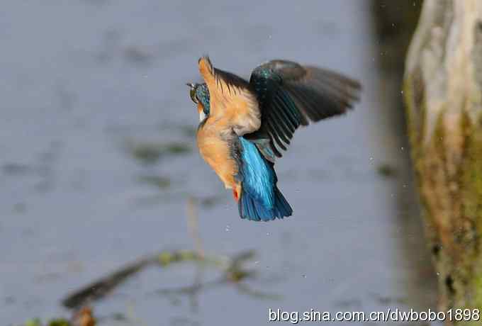 新年第一炮:小翠抓虾 新年第一炮:小翠抓虾